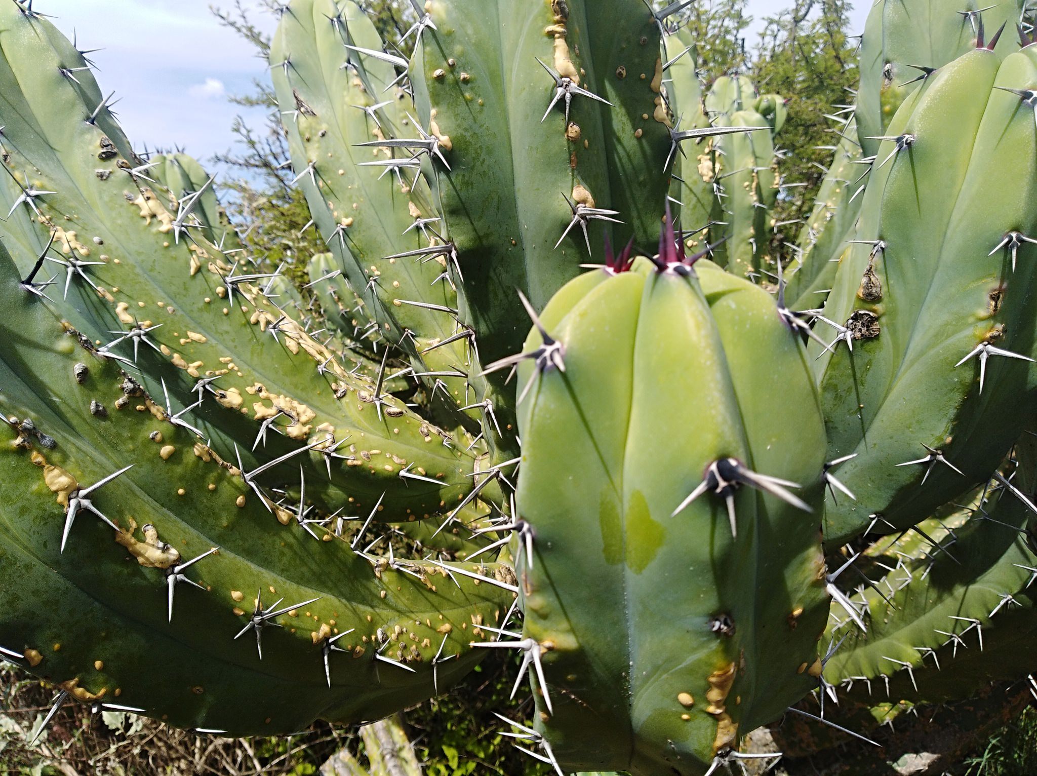 Myrtillocactus geometrizans